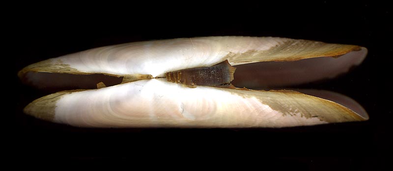 Solecurtus strigilatus